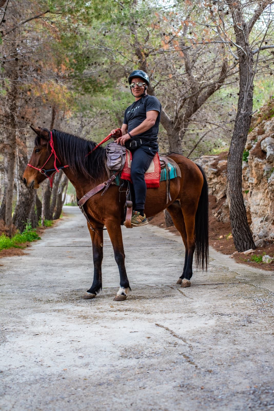A rider on a bay horse on a pine-lined path