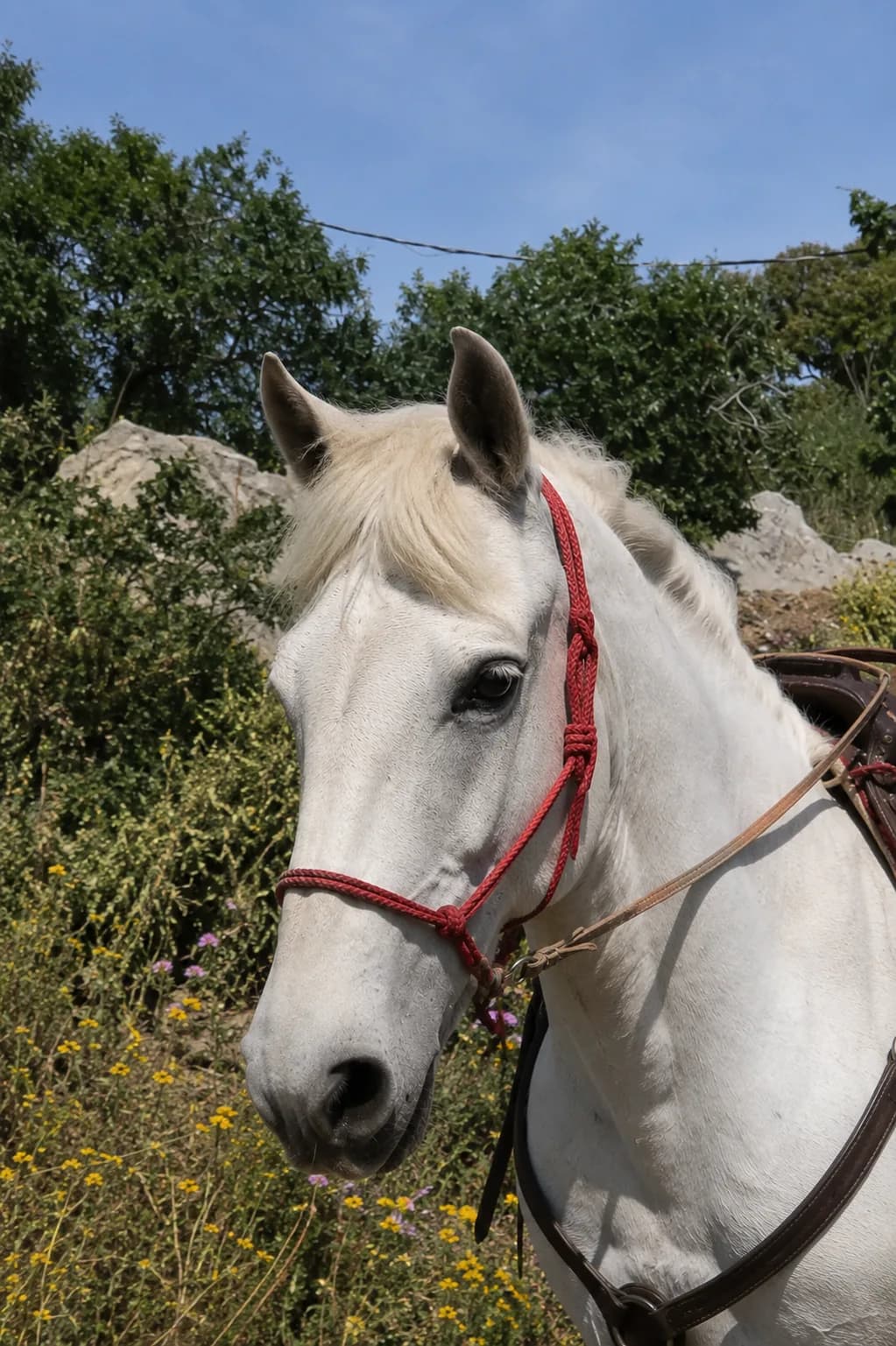 Portrait of Nikki, one of Nektarios' horses on Hydra