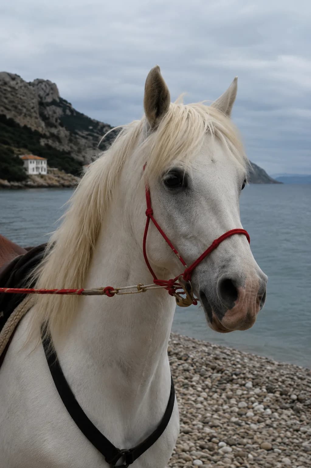 Portrait of Stacy, one of Nektarios' horses on Hydra